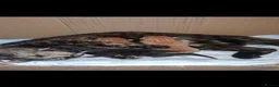 Mixed Breed cats for sale: Kittens - Advert 1
