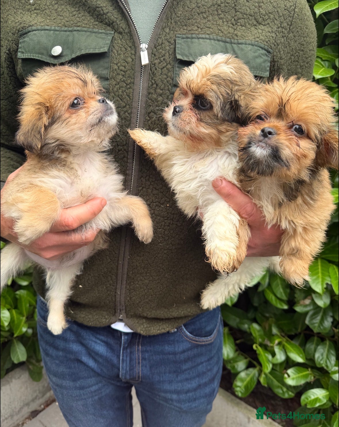 Shih Tzu dogs Stunning Shih Tzu puppies - Advert 4