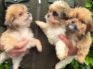 Shih Tzu dogs Stunning Shih Tzu puppies - Advert 4