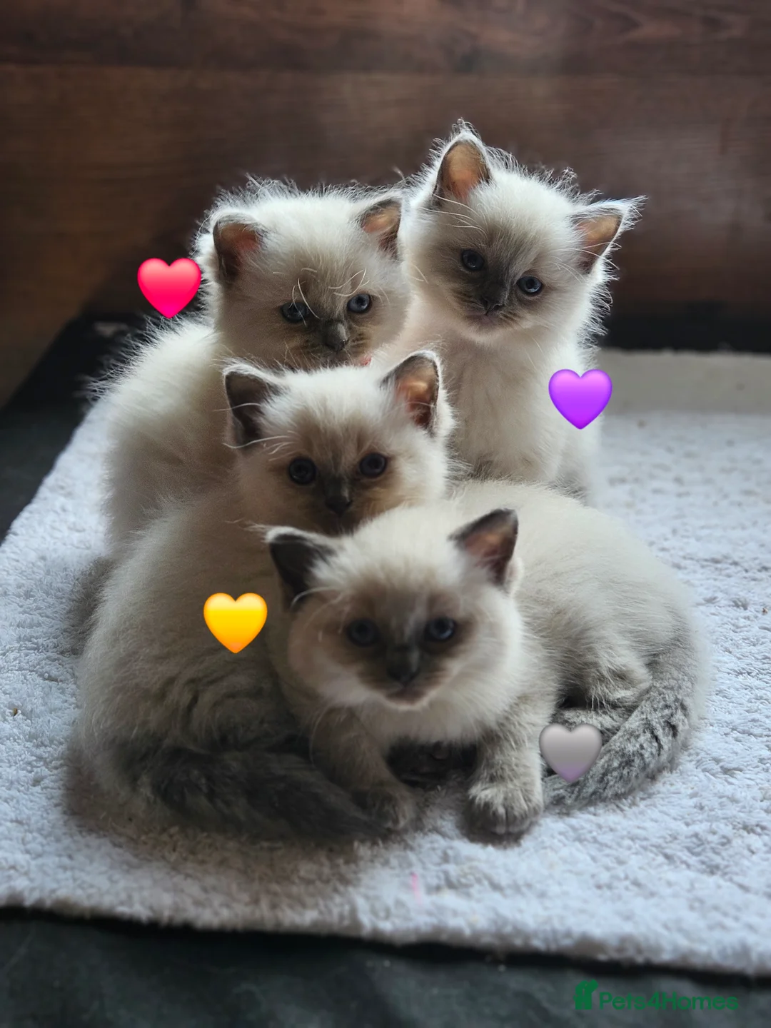 Ragdoll cats for stud: HANDSOME BOY-BLUE MITTED GCCF /TICA  AVALIABLE  - Advert 26