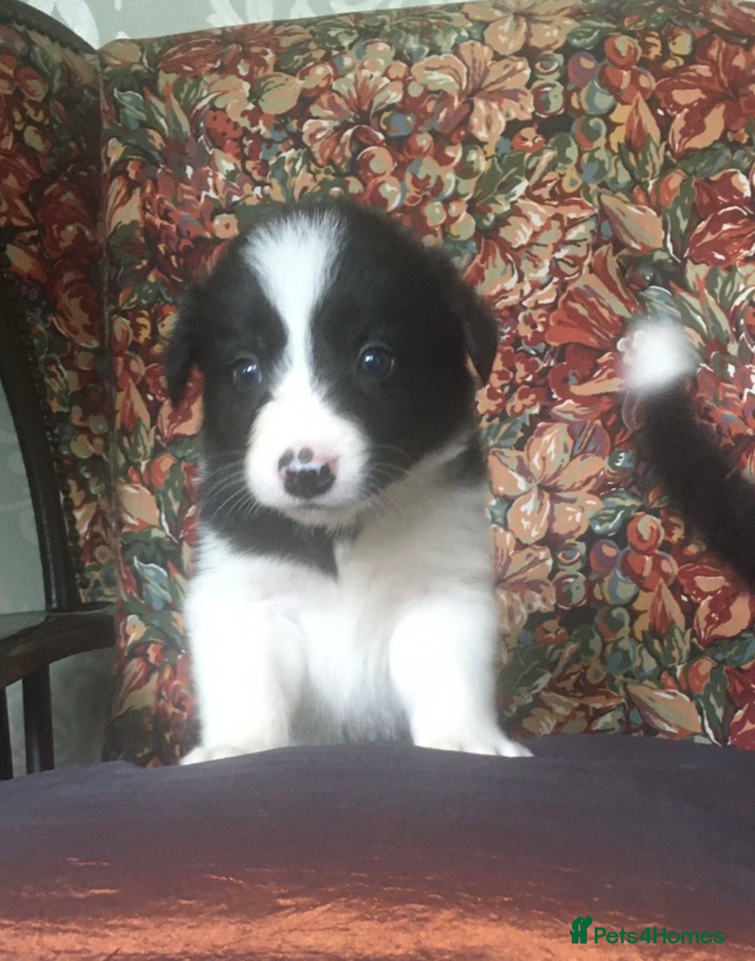 Border Collie dogs for sale: Gorgeous border collie puppies - Image 10