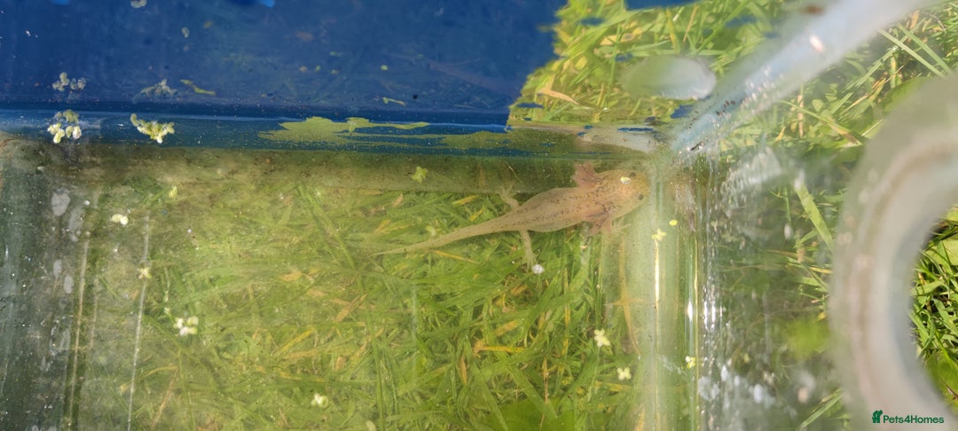 Axolotl reptiles for sale: Axolotl babies  - Image 3