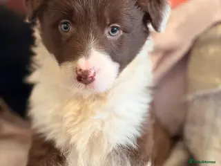 Border Collie dogs HEALTH TESTED CLEAR PARENTS BORDER COLLIE PUPS - Advert 6