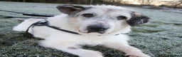 Mixed Breed dogs for adoption: Ted is 15 years young, sadly in need of a home!  - Advert 4