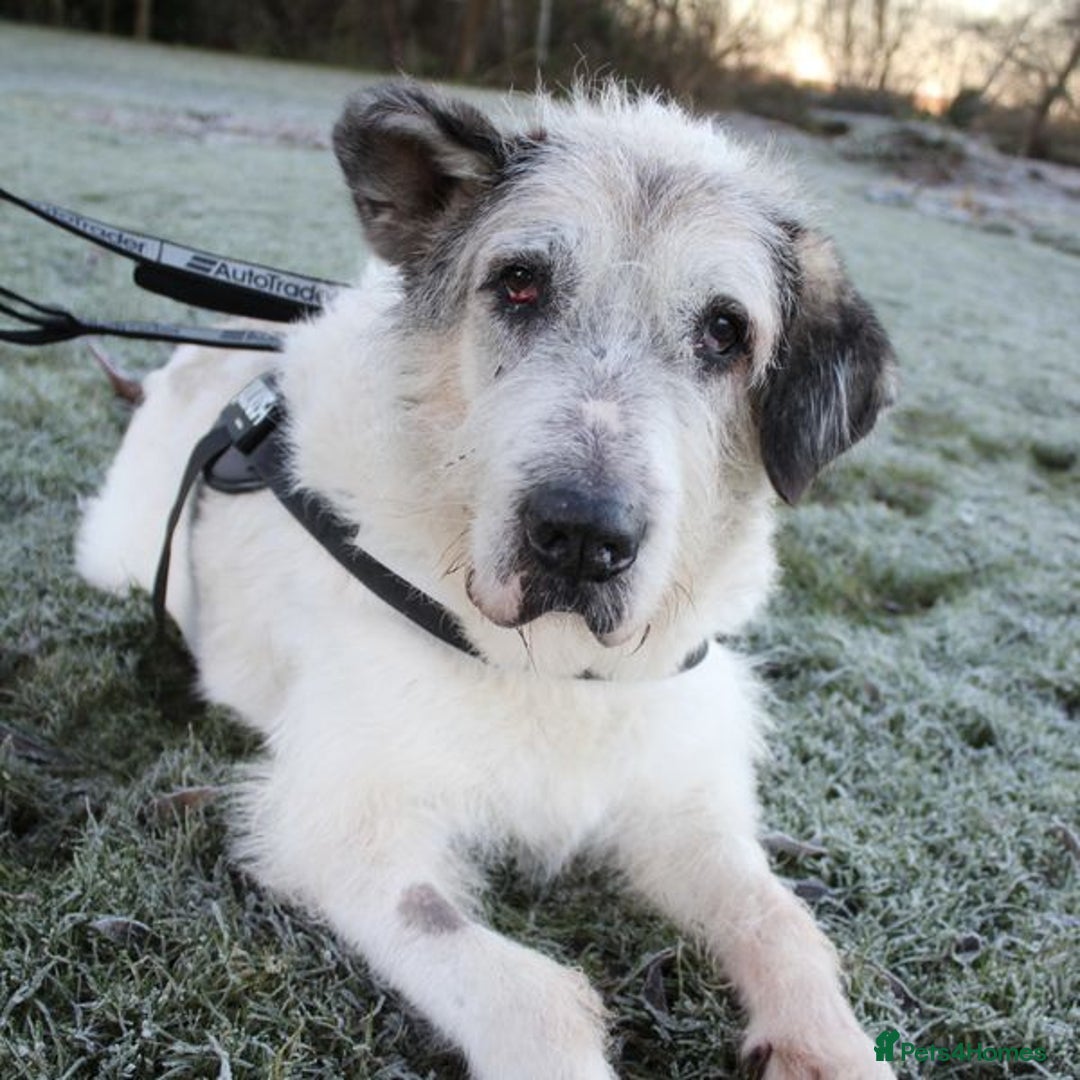 Mixed Breed dogs for adoption: Ted is 15 years young, sadly in need of a home!  - Advert 4
