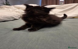 British Longhair cats for sale: 7 kittens boys and girls. British longhair cross  - Image 32