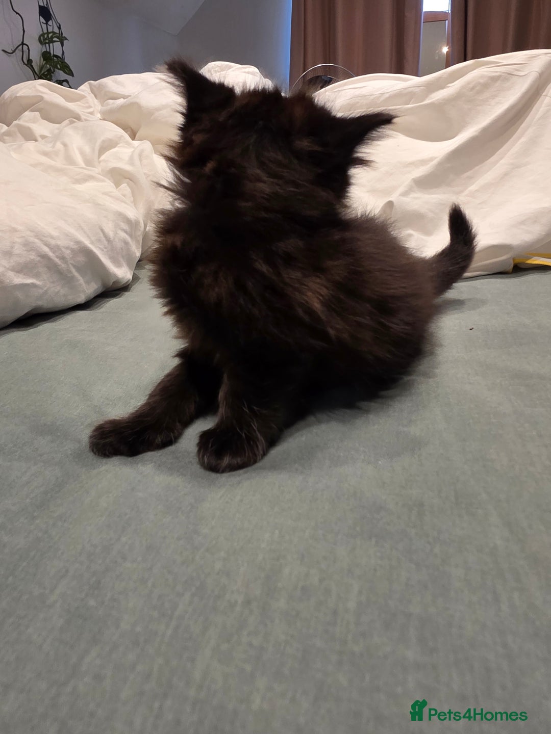 British Longhair cats for sale: 7 kittens boys and girls. British longhair cross  - Image 32