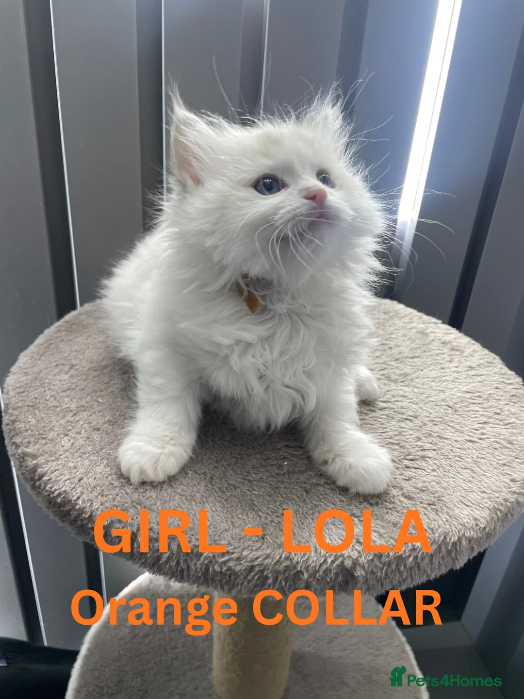 Ragdoll cats for sale: 4 lovely Blue Lynx Bicolour Ragdolls Kittens - Advert 19