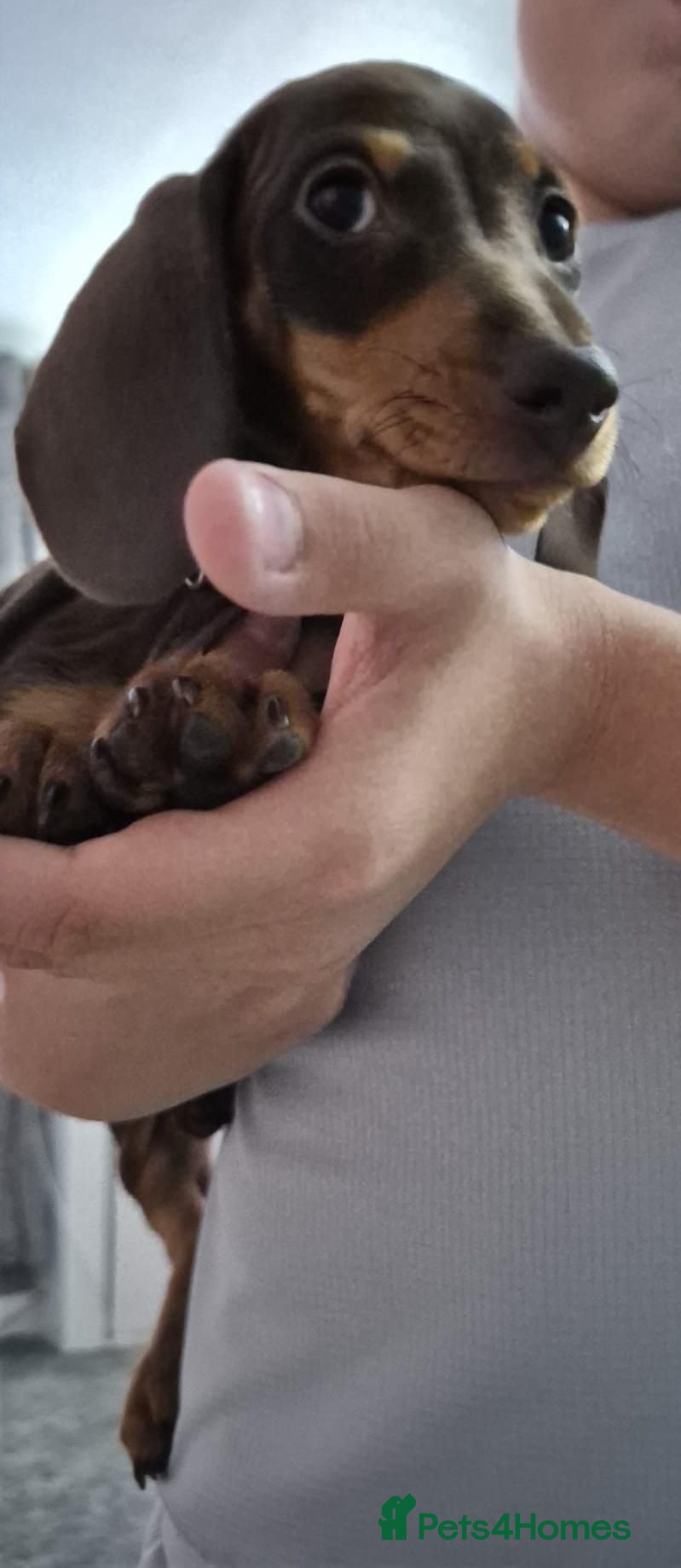 Miniature Dachshund dogs *last chocolate girl left* Miniature Dachshund 🐾 - Advert 6