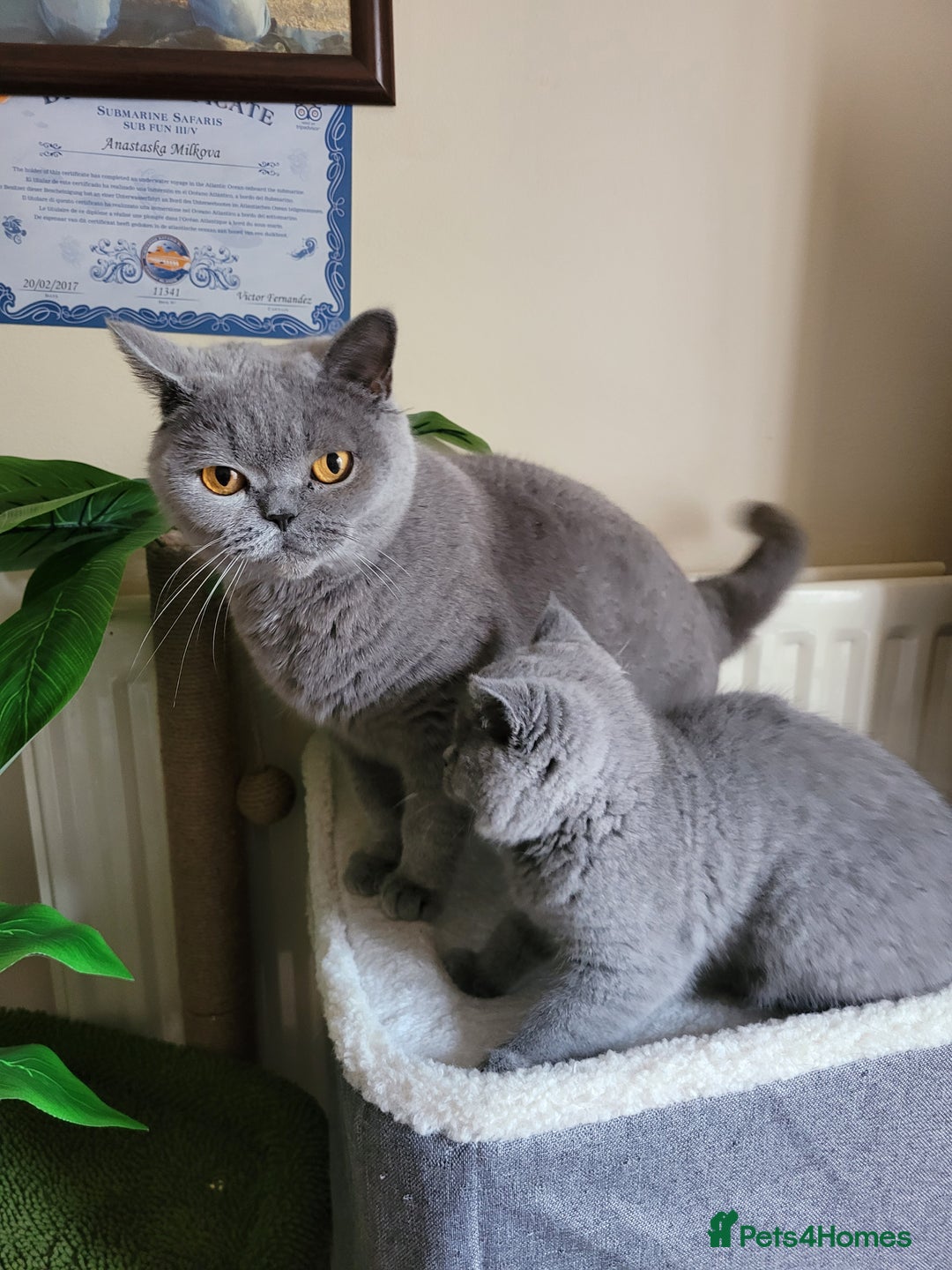British Shorthair cats for sale: BRITISH SHORTHAIR KITTEN - Advert 1