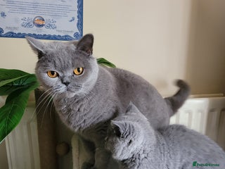 British Shorthair cats BRITISH SHORTHAIR KITTEN - Advert 1