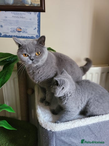 British Shorthair cats BRITISH SHORTHAIR KITTEN - Advert 1