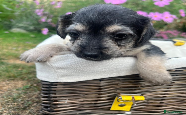 Jackapoo dogs - Advert 1