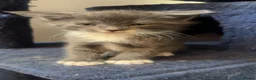 Mixed Breed cats for sale: 5 male kittens  - Advert 19