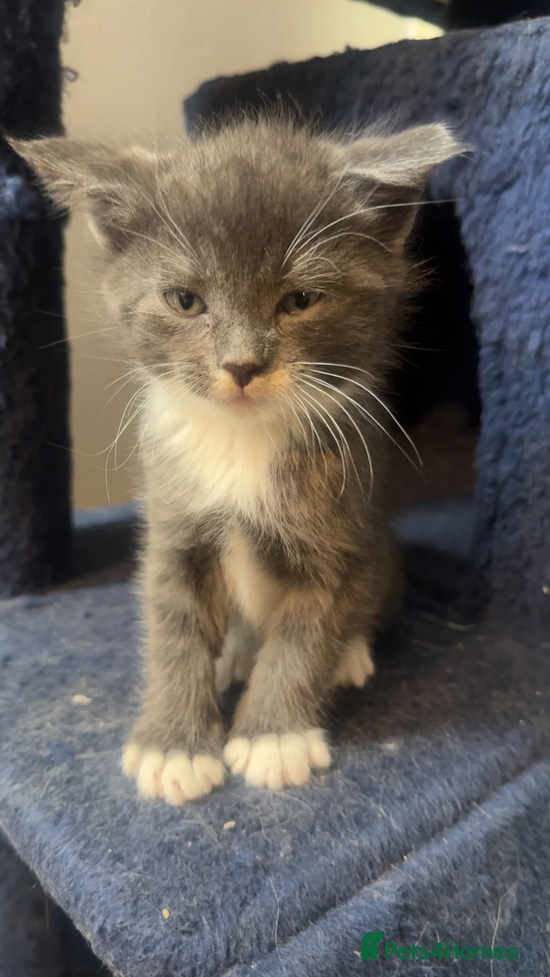 Mixed Breed cats for sale: 5 male kittens  - Advert 19