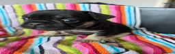 French Bulldog dogs for sale: French bulldog Puppies.  - Advert 6