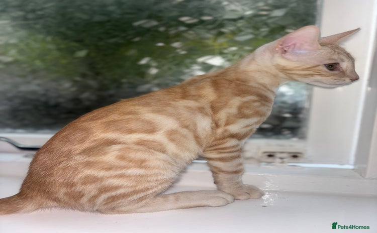 Bengal cats - Advert 9
