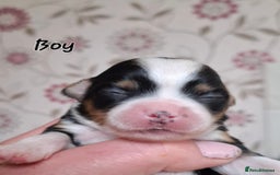 Mixed Breed dogs for sale: Ready to collect  - Advert 27