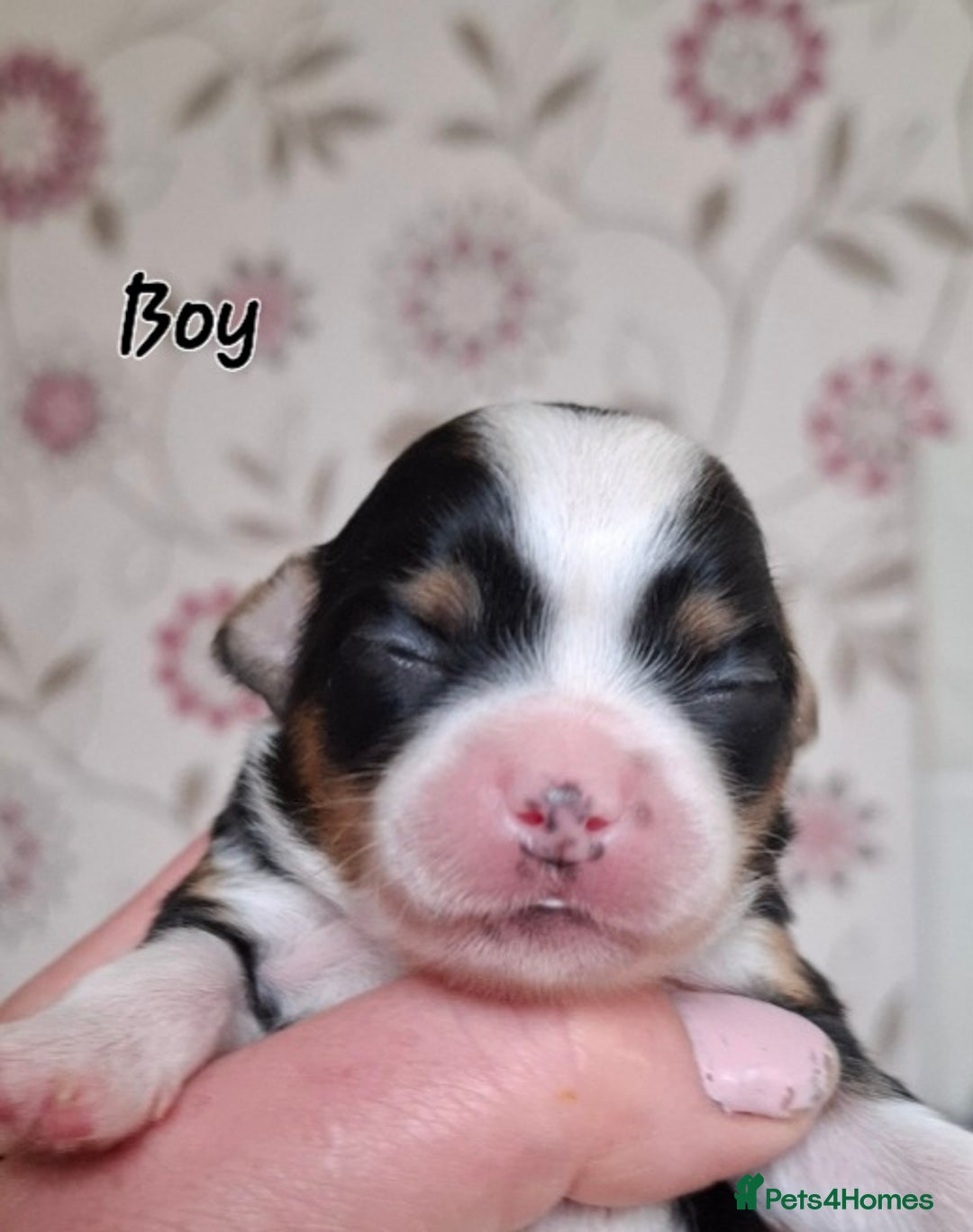 Mixed Breed dogs for sale: Ready to collect  - Advert 27