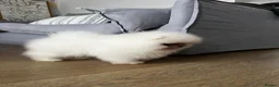 Pomeranian dogs for sale:     Luxury White Pomeranian Puppies  - Advert 14