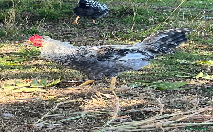 Chickens poultry - Advert 3