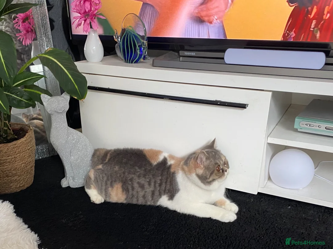 British Shorthair cats for sale: 🌸 BRITISH SHORTHAIR KITTENS 🌸 - Advert 14
