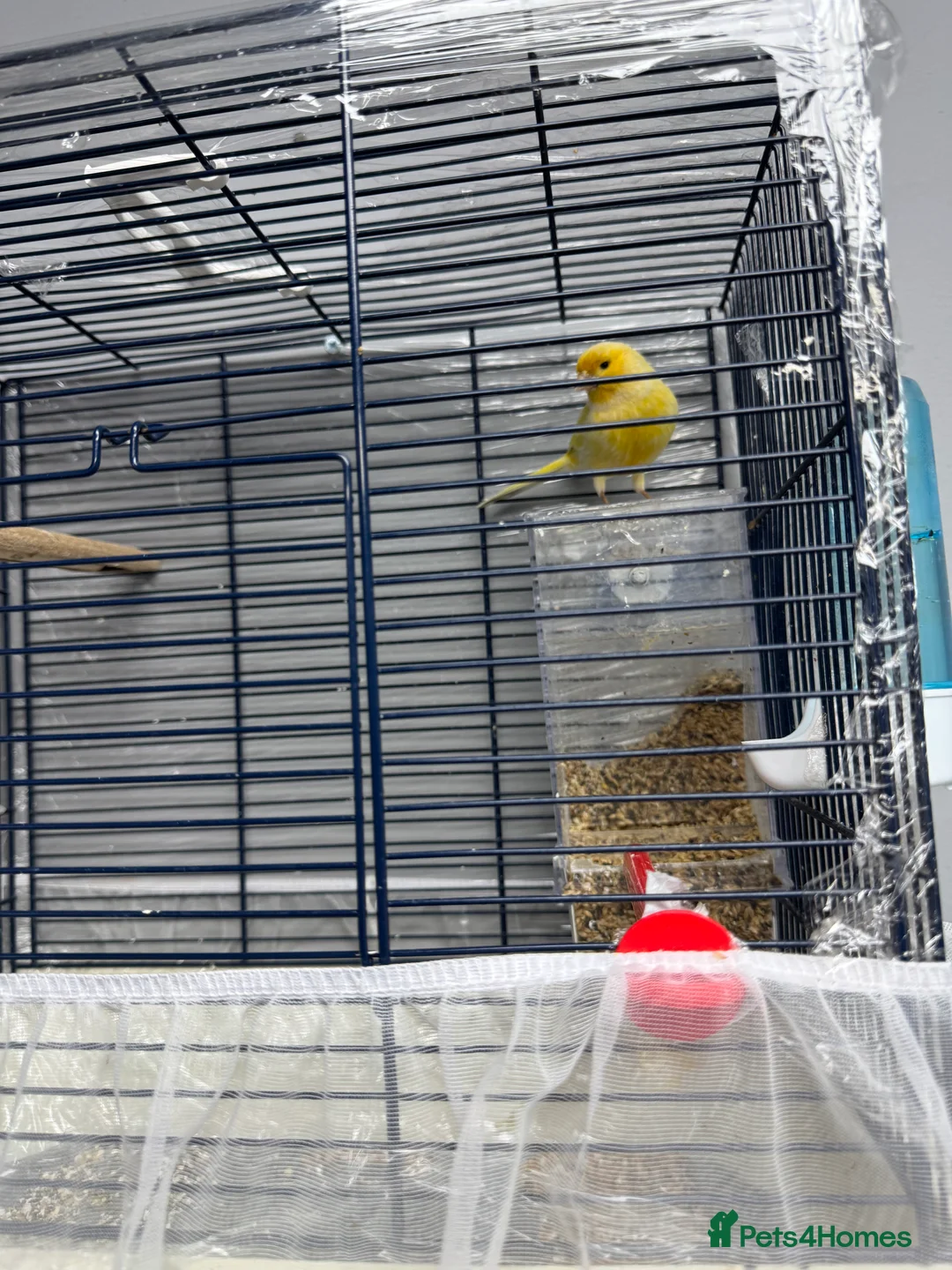 Canaries birds for sale: This bird for sale is ten months old  male  - Advert 4