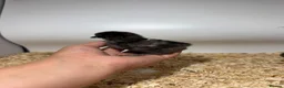 Chickens poultry for sale: 🐥🐣🥚USA Bearded silkies🐥Vorwerk🐥Brahmas🥚🐣🐥 - Advert 35