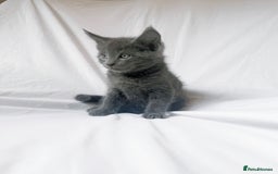 Maine Coon cats for sale: Blue Grey  - Image 7
