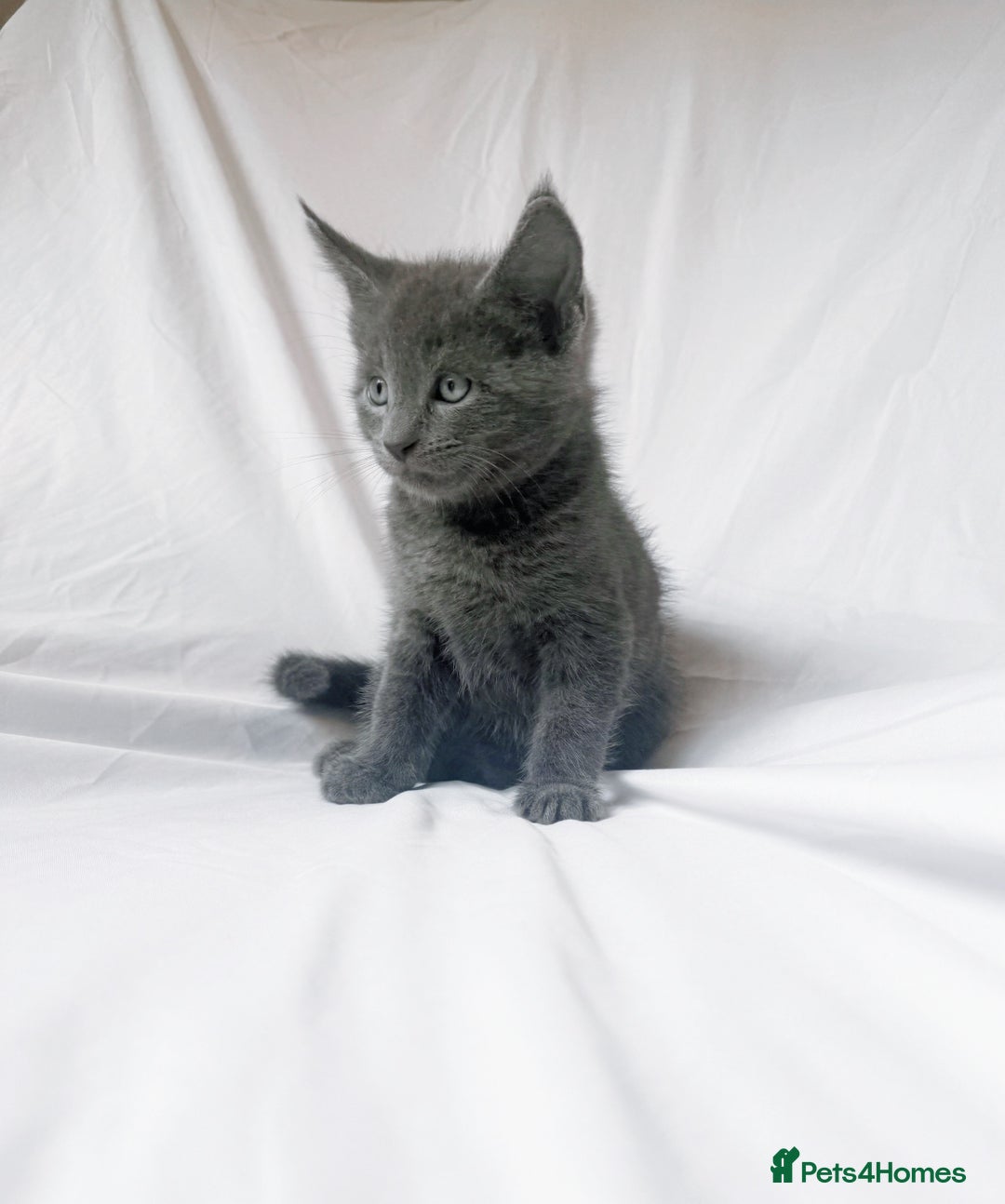 Maine Coon cats for sale: Blue Grey  - Image 7