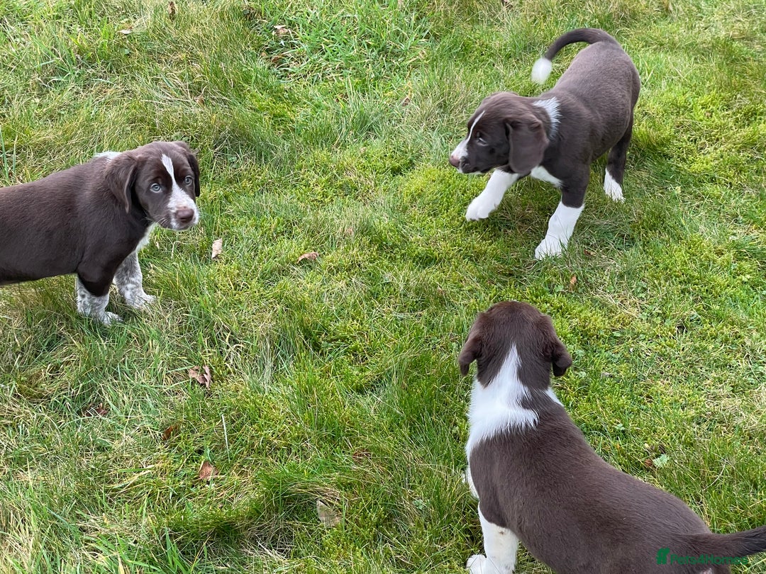 Mixed Breed dogs for sale: Sprollie pups for sale - Advert 11