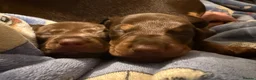 Miniature Dachshund dogs for sale: Miniature Dachshund pup - Advert 5
