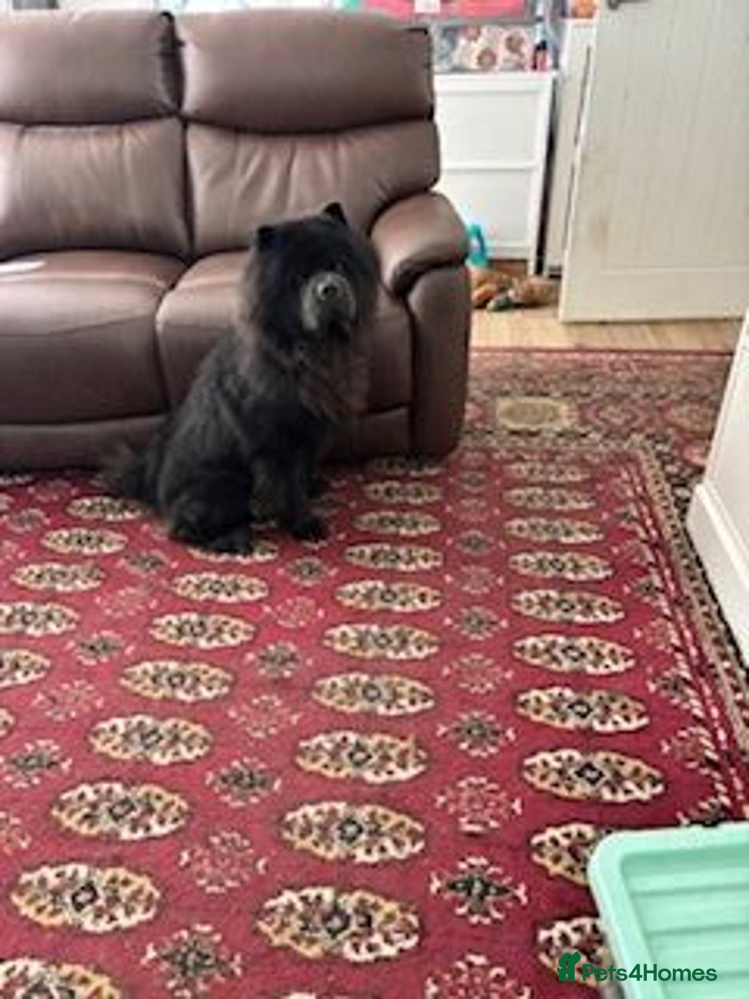 Chow Chow dogs for sale: STUNNING BLACK KC DOG - Advert 4
