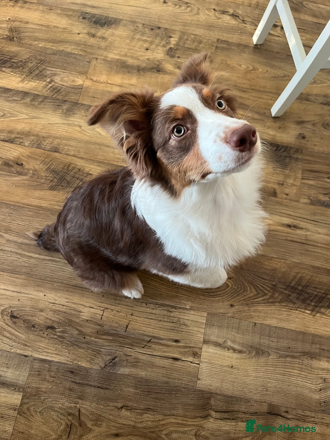 Australian Shepherd dogs for sale: 5 month old Australian Shepard  - Advert 4