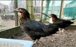 Chickens poultry for sale: Point of Lay Hybrids  - Image 1