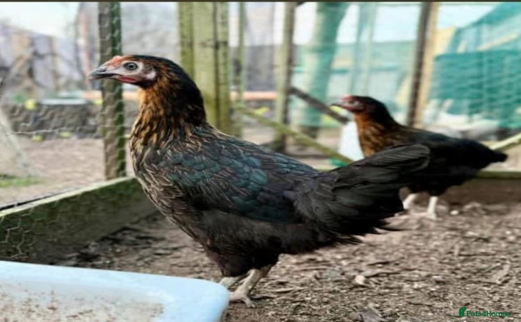 Chickens poultry - Advert 1