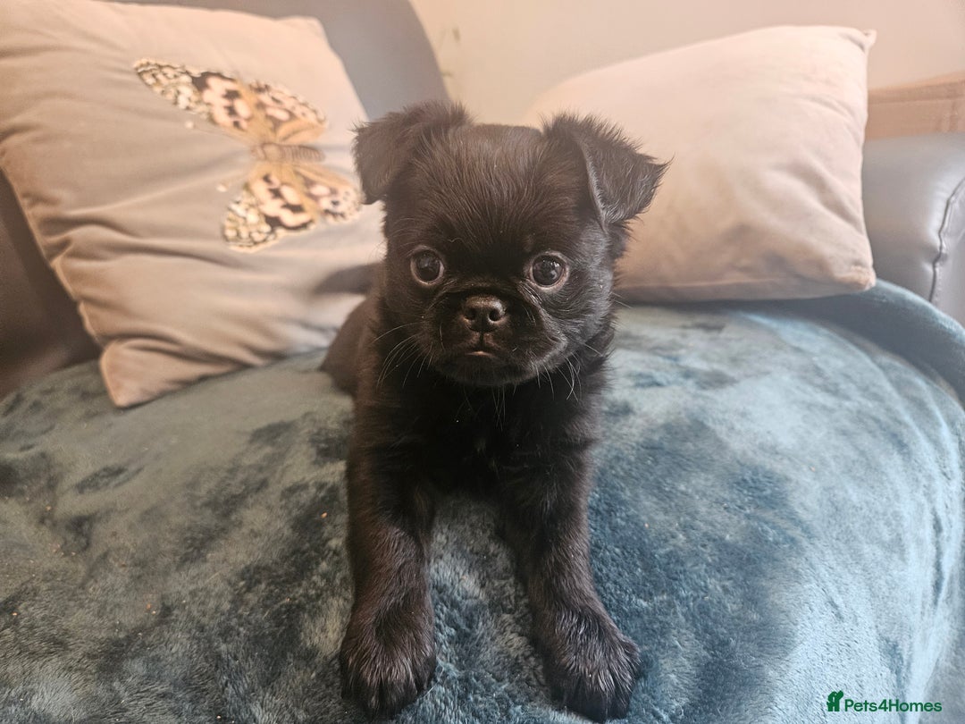 Griffon Bruxellois dogs for sale: Griffin's galore  in Waltham Cross - Image 5