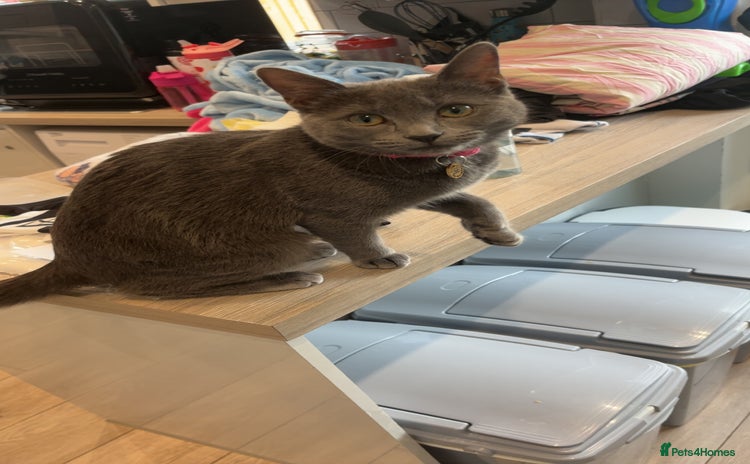 Domestic Shorthair cats Aurora blue domestic short hair  - Advert 3