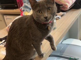 Domestic Shorthair cats Aurora blue domestic short hair - Advert 6