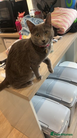 Domestic Shorthair cats Aurora blue domestic short hair - Advert 3