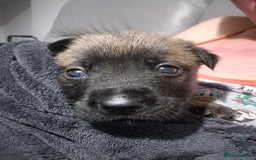 Mixed Breed dogs for sale: German shepard cross - Image 1