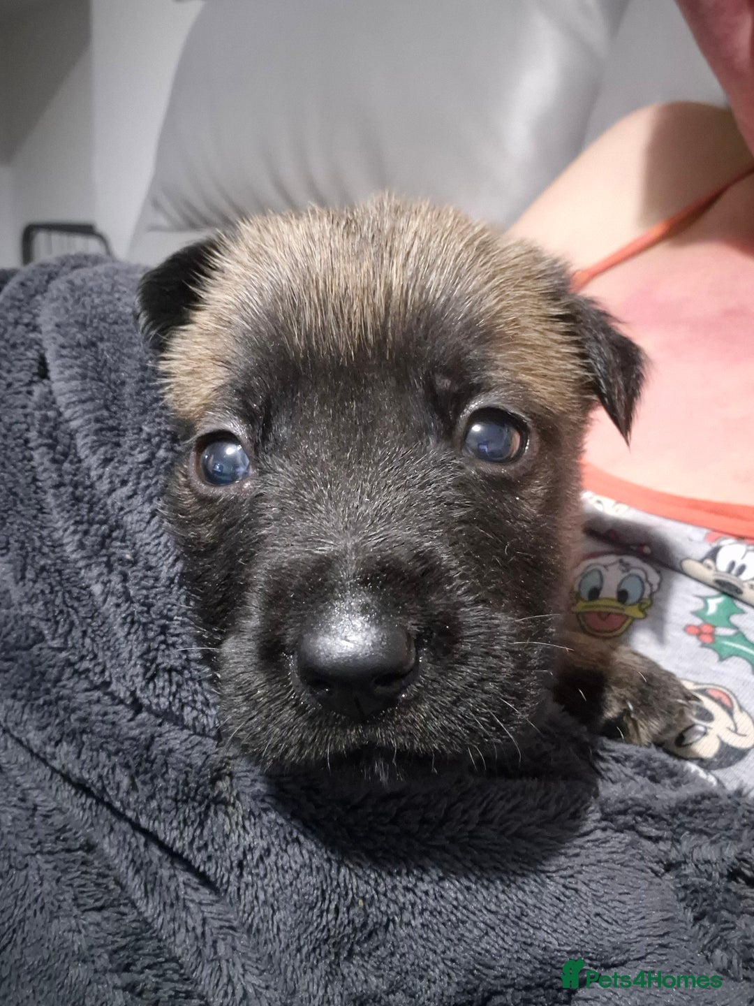 Mixed Breed dogs for sale: German shepard cross - Image 1