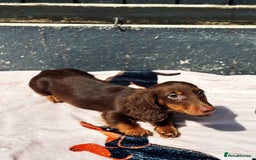 Miniature Dachshund dogs for sale: 2 gorgeous fluffy boys  - Image 10