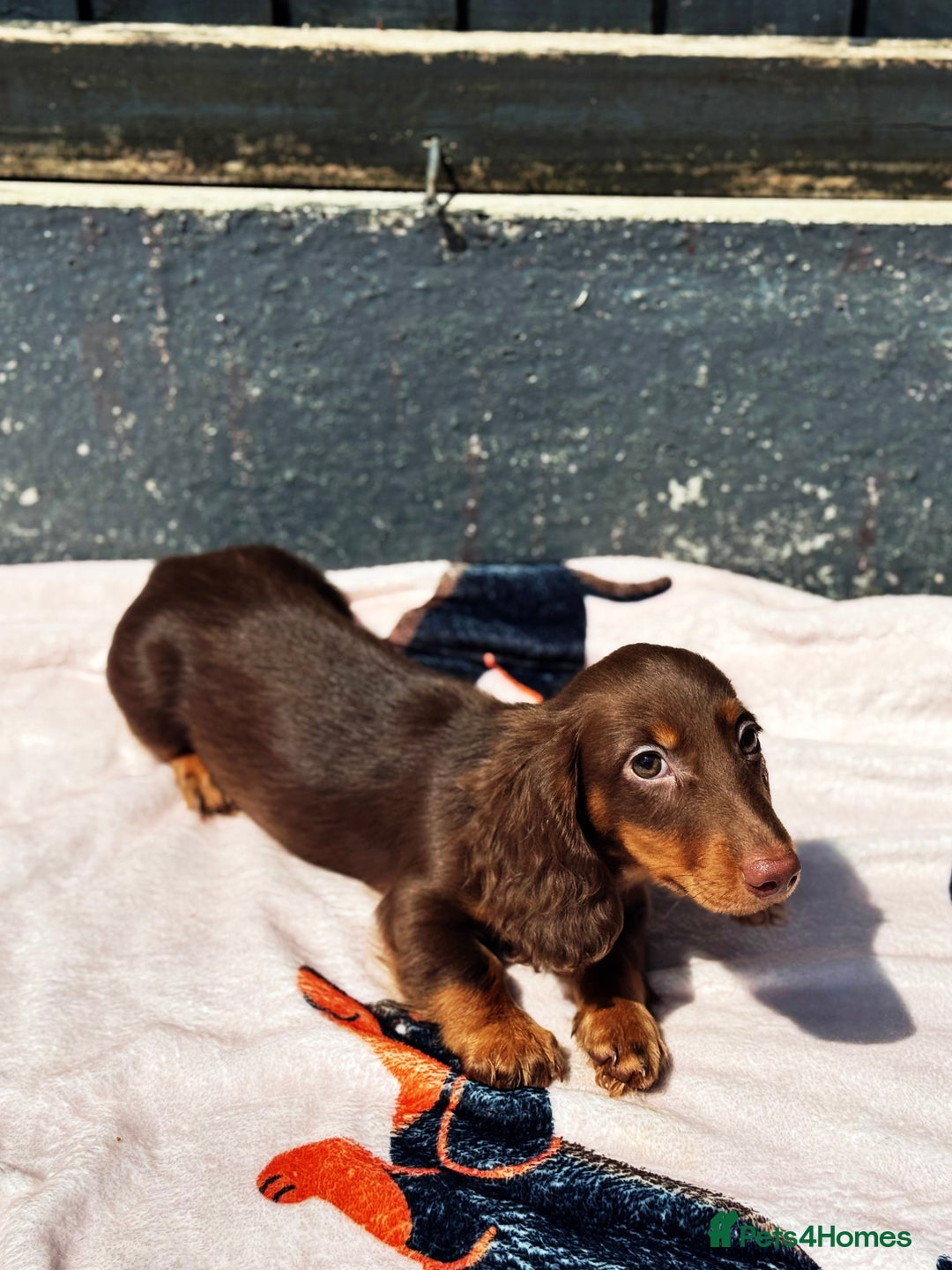Miniature Dachshund dogs for sale: 2 gorgeous fluffy boys  - Image 10
