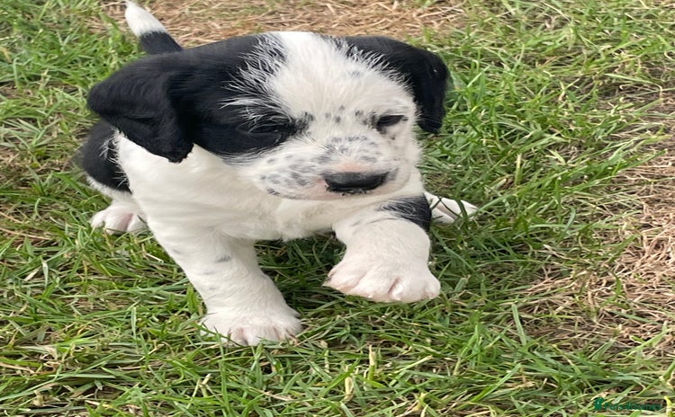 Mixed Breed dogs - Advert 16