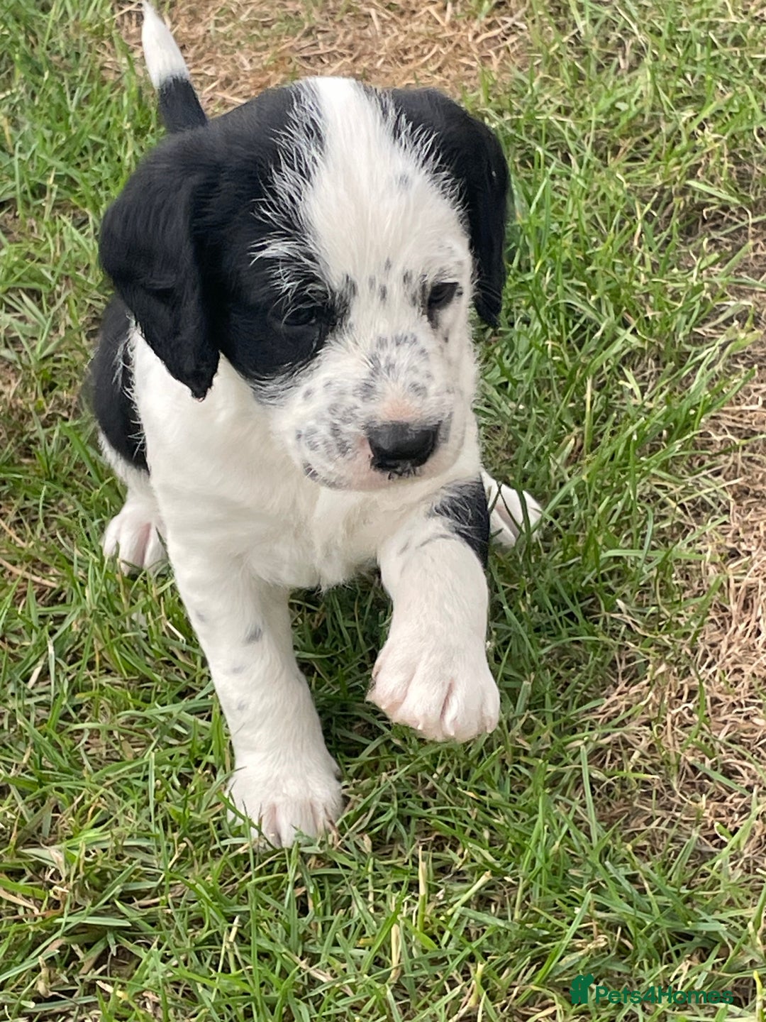 Mixed Breed dogs for sale: Rare Dalmadoodle puppies 🐶 🩷  - Image 2
