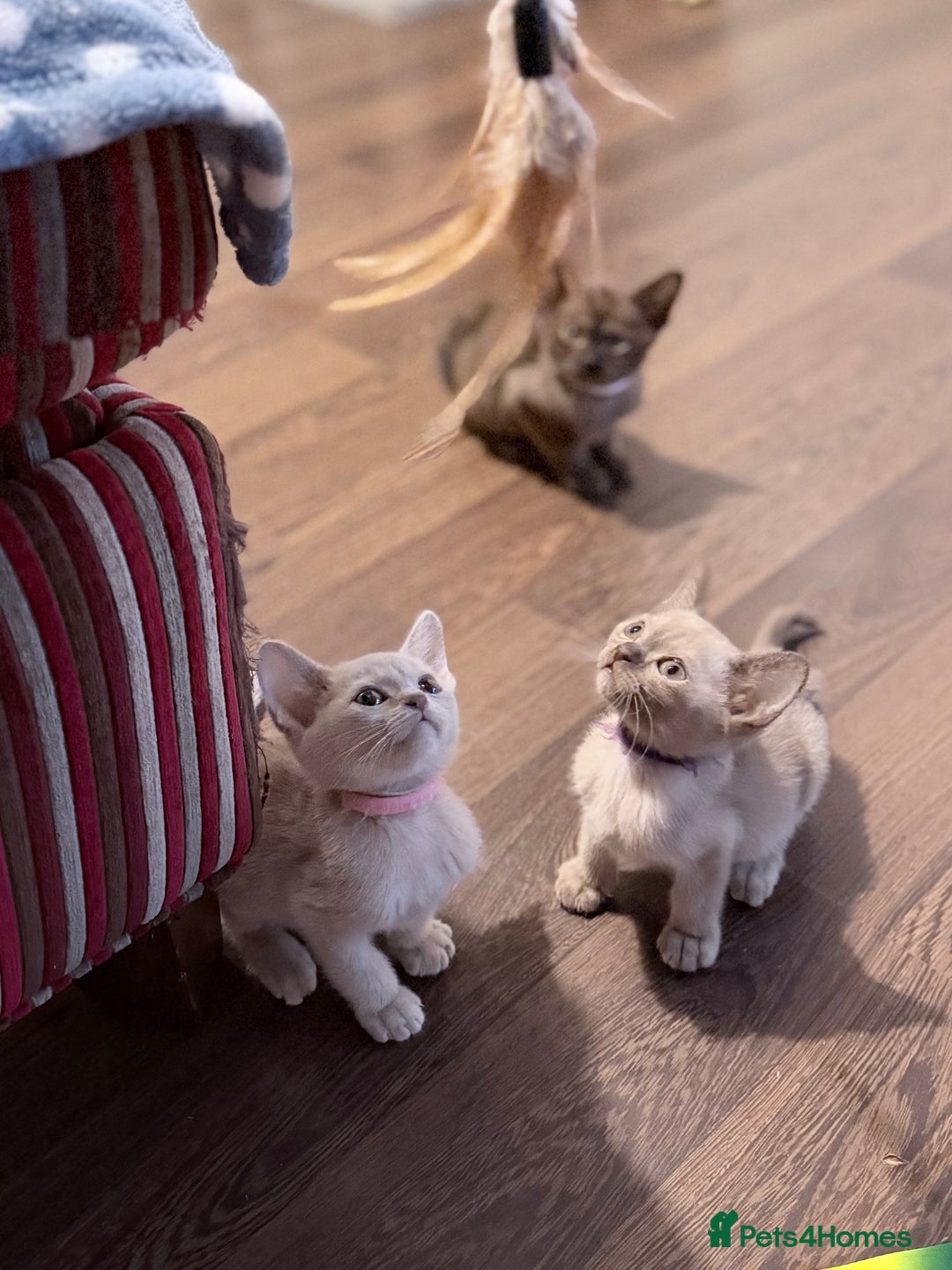 Burmese cats for sale: Home raised GCCF reg Burmese Kittens ready mid Jan - Advert 2