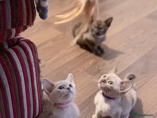 Burmese cats Home raised GCCF registered Burmese Kittens - Advert 2