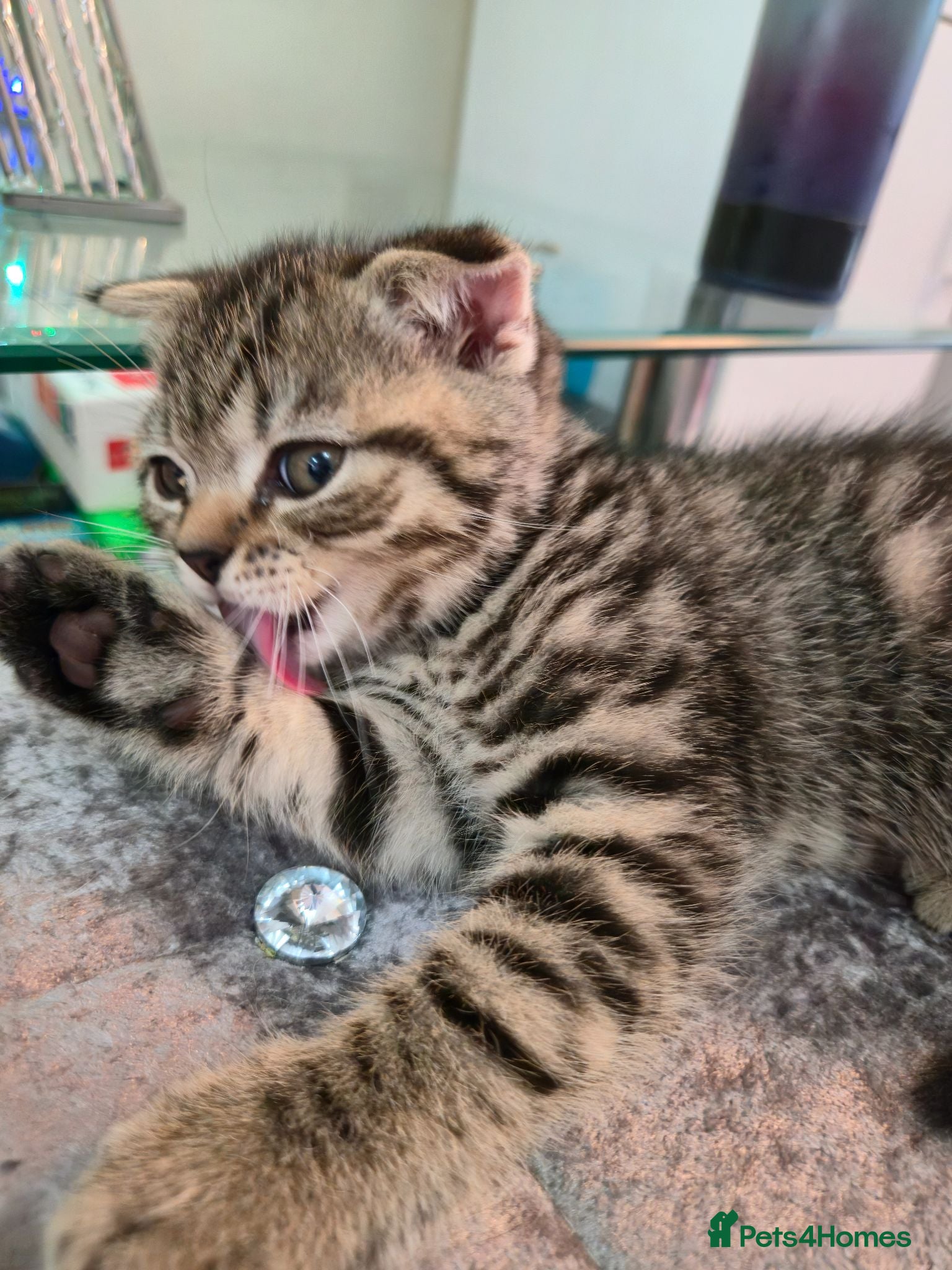 Scottish Fold cats 1 lovely Scottish Fold kitten for sale - Advert 1