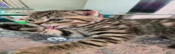 Scottish Fold cats for sale: 1 lovely Scottish Fold kitten for sale - Advert 1